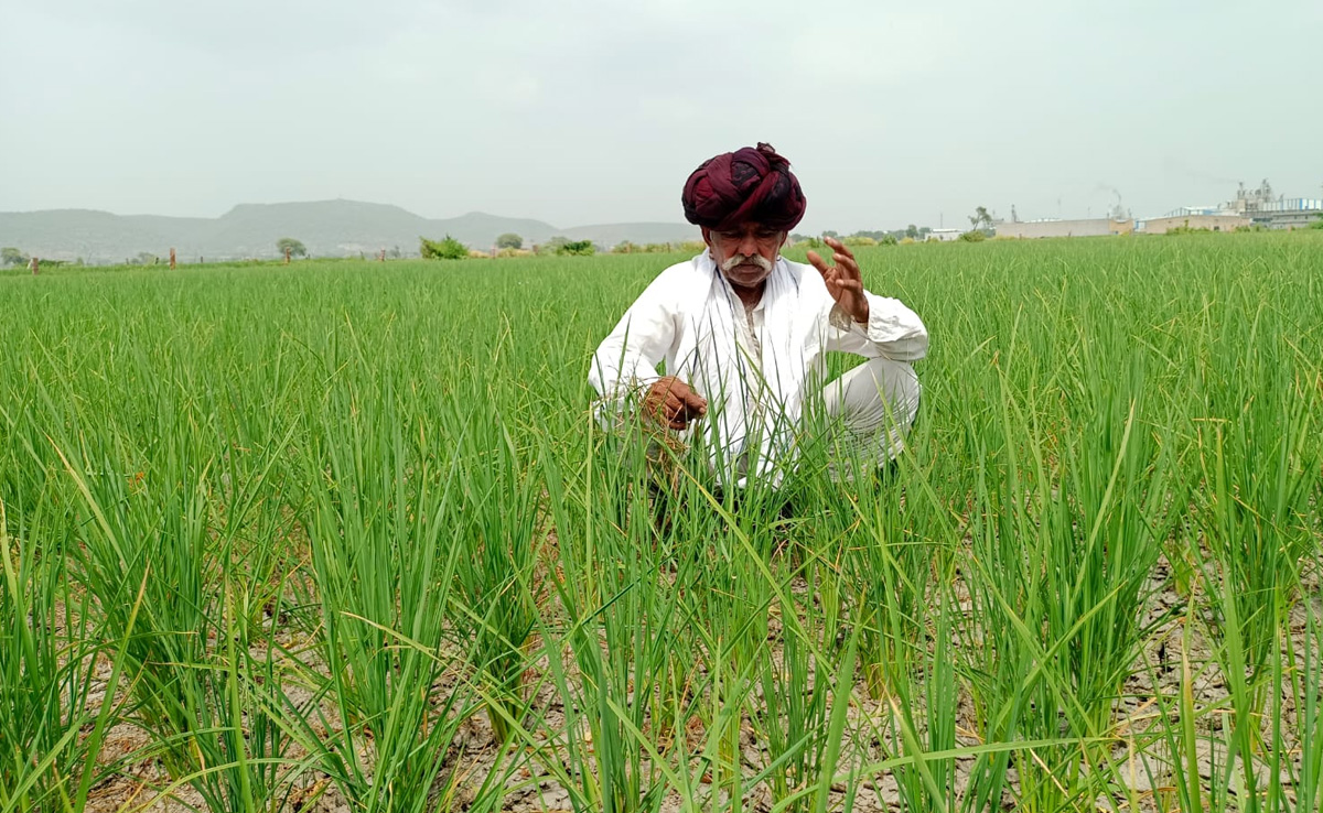 मानसून की बेरुखी से बर्बाद हुई धान की फसल, इस बार 'धान का कटोरा' बूंदी रह जाएगा खाली