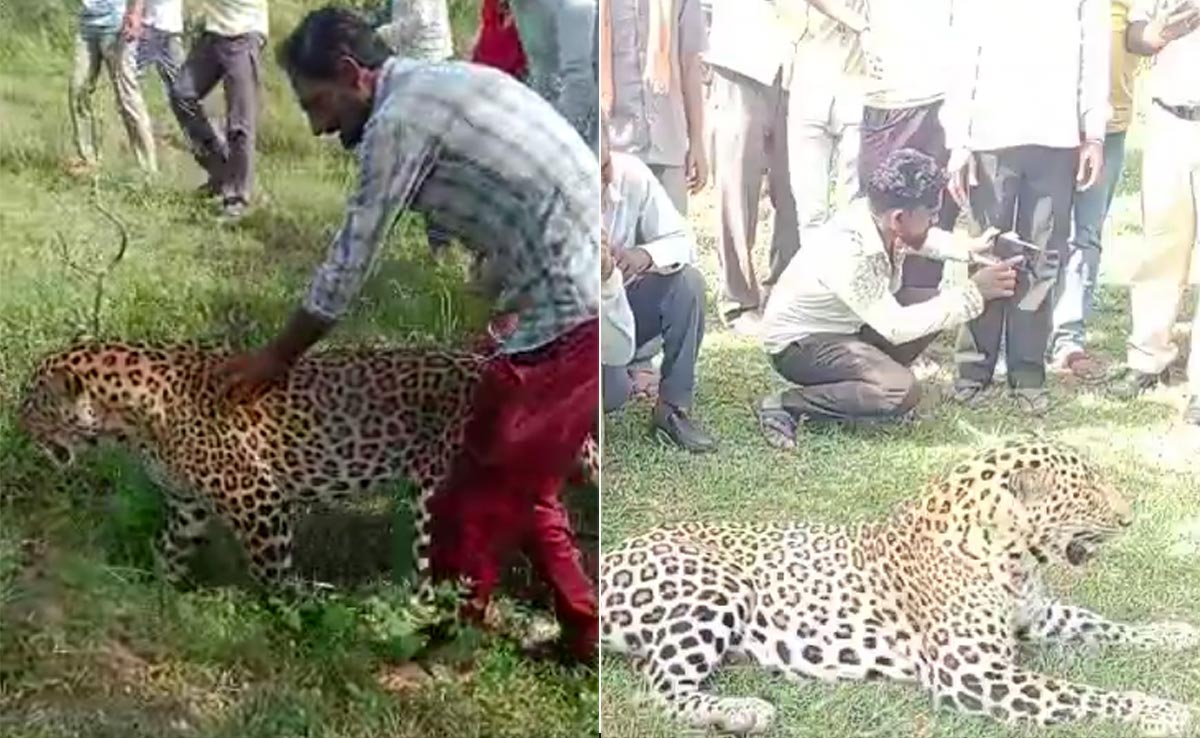 जिस तेंदुए के साथ सेल्फी ले रहे थे गांव वाले, अब हुआ बुरी तरह बीमार, इंदौर ज़ू में चल रहा इलाज
