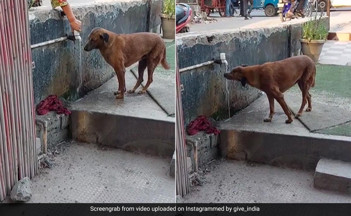 सड़क पर घूम रहे प्यासे कुत्ते के लिए महिला ने जो किया, देखकर पिघल उठेगा दिल, करेंगे तारीफ