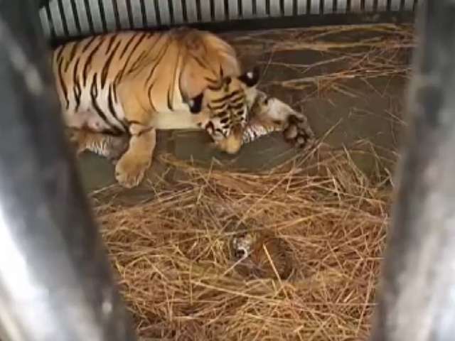 Watch: Siliguri Safari Park Welcomes 3 Tiger Cubs