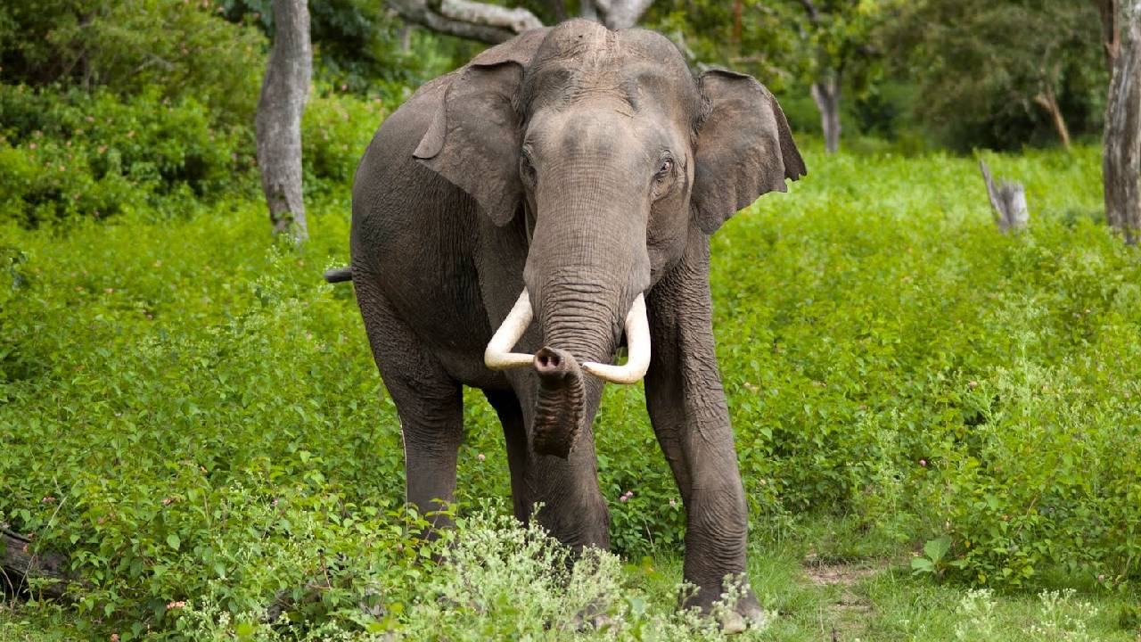 Chhattisgarh के Surajpur दंतैल हाथी का आतंक, गांव में घुसकर मचाया उत्पात |