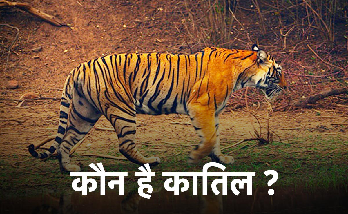 'टाइगर स्टेट' में करंट लगाकर बाघ को मारा, 4 अवैध शिकारी पकड़े गए