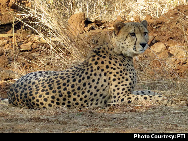 श्योपुर : चीता वायु और अग्नि को कूनो राष्ट्रीय उद्यान के बोमा में  किया गया शिफ्ट
