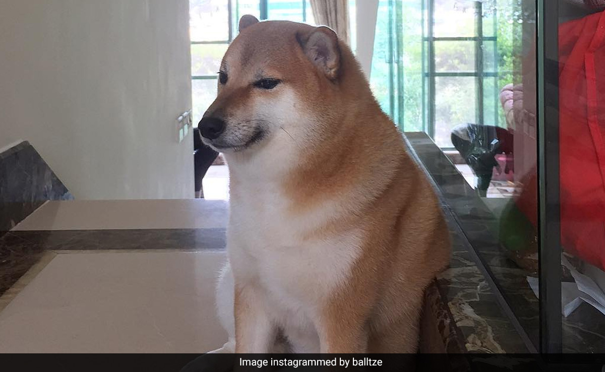 Cheems, One Of The Most Viral Dogs On Internet, Dies