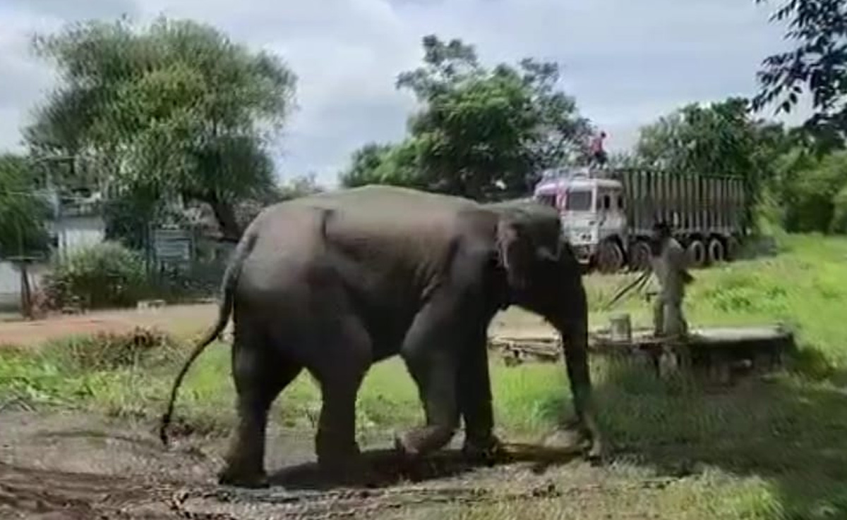 कूनो नेशनल पार्क:  चीतों की सुरक्षा के लिए सतपुड़ा के बाद अब कान्हा नेशनल पार्क से भी बुलाए गए 2 हाथी