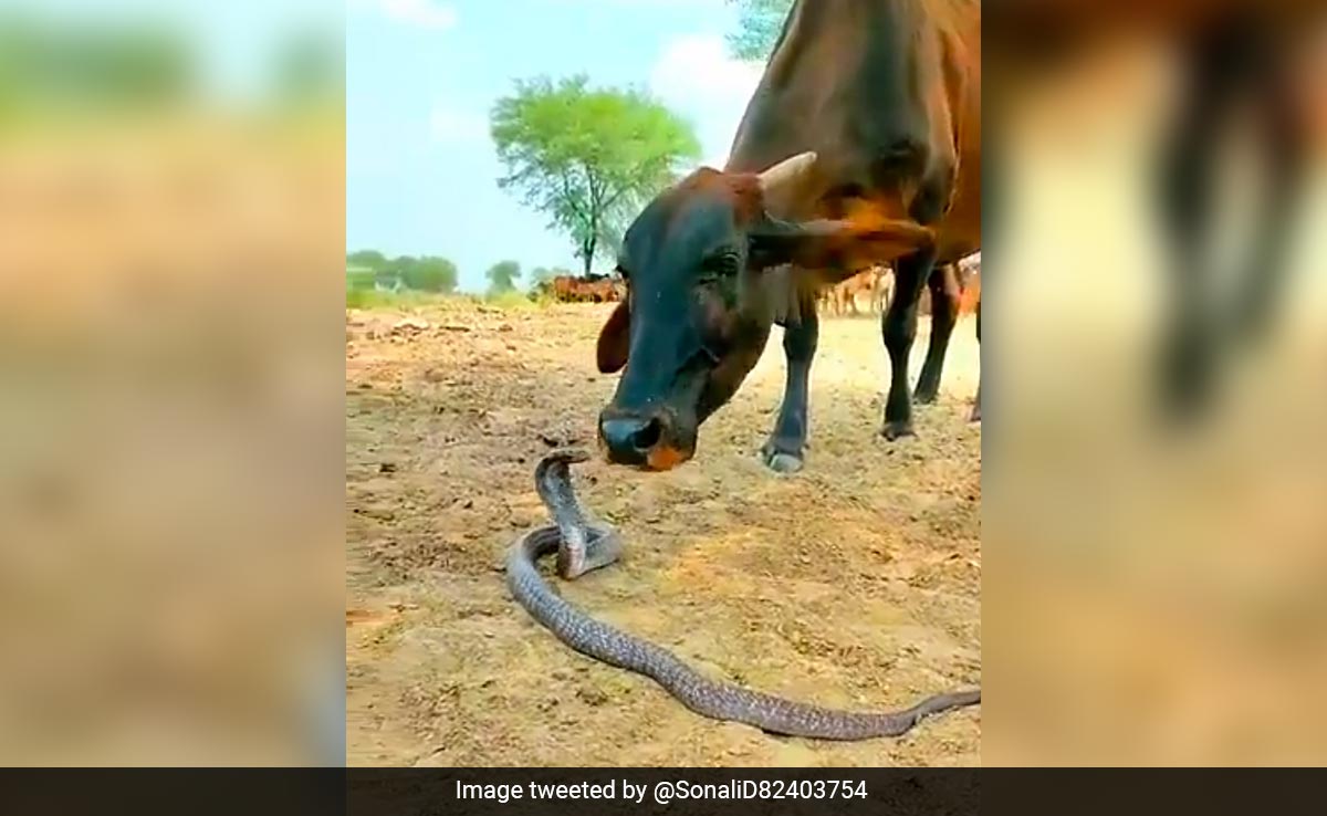 "Nature Is Complex": Video Of Cow And Snake Playing Together Goes Viral