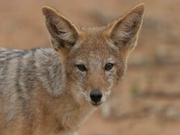 मानवता शर्मसार : शिक्षक ने जंगली सियार मारा, फिर बाइक के पीछे शव को बांधकर घसीटा मानवता शर्मसार : शिक्षक ने जंगली सियार मारा, फिर बाइक के पीछे शव को बांधकर घसीटा