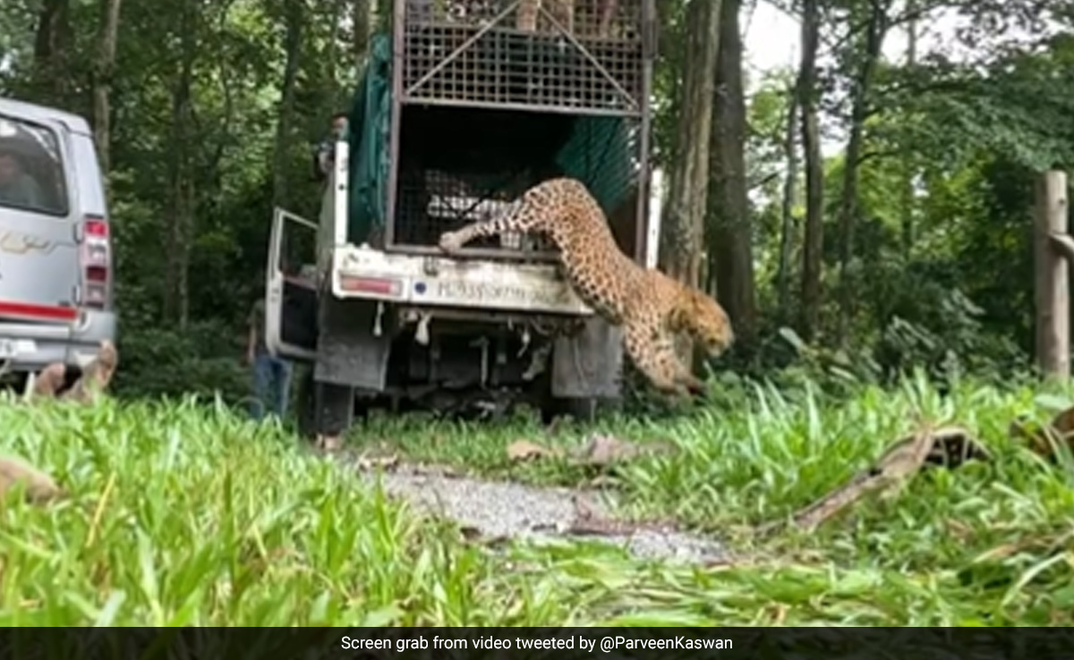 ''Back To Freedom'': Forest Officer Shares Video Of Rescued Leopard Being Released Into The Wild