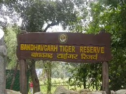 उमरिया : "बांधवगढ़ टाइगर रिजर्व" में बाघिन की मौत, बाघों की आपसी संघर्ष हो सकती है वजह उमरिया : "बांधवगढ़ टाइगर रिजर्व" में बाघिन की मौत, बाघों की आपसी संघर्ष हो सकती है वजह