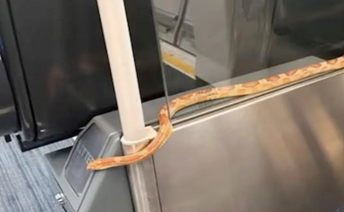 सतना : अस्पताल के इमरजेंसी वार्ड में घुसा सांप, युवक ने हाथ से पकड़कर निकाला बाहर