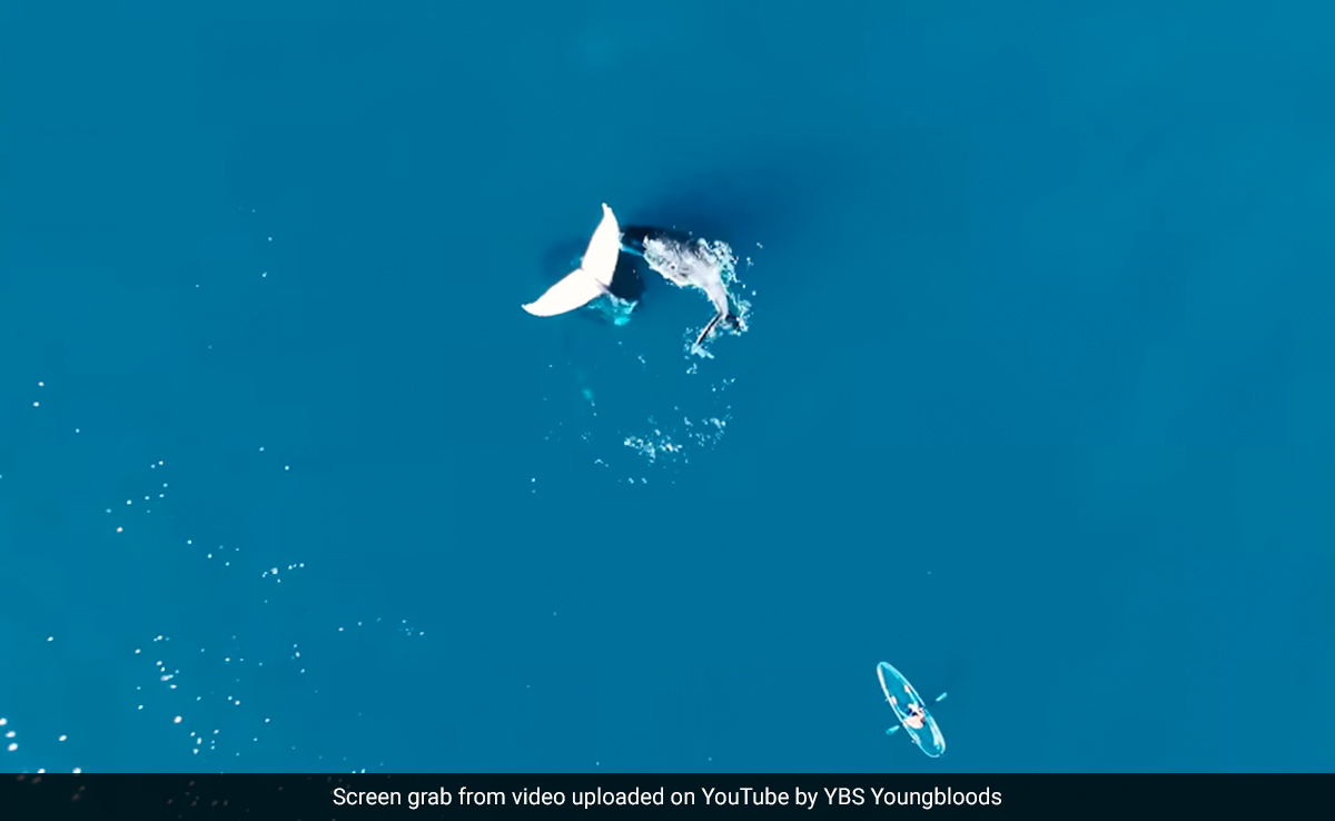 YouTuber Captures Video Of A Whale Doing A Rare 'Headstand' In Middle Of The Ocean