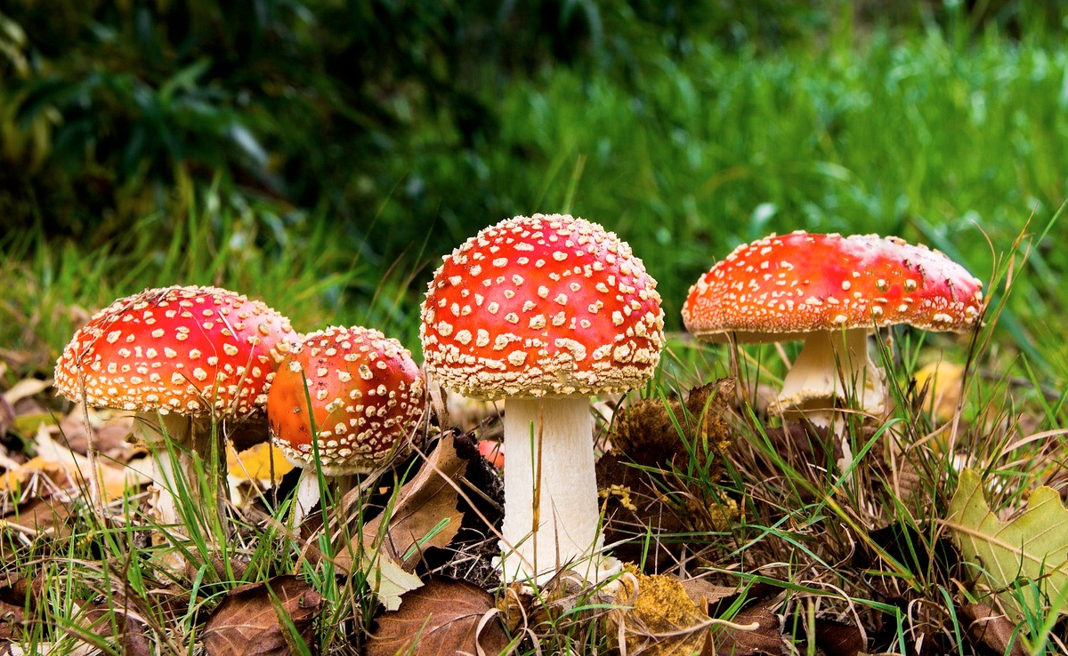 Beef Wellington, 3 Deaths, And A Mushroom Mystery In Australia
