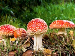 Siblings Show Bihar Women Mushroom Dreams, Dupe Them Of Rs 2 Crore