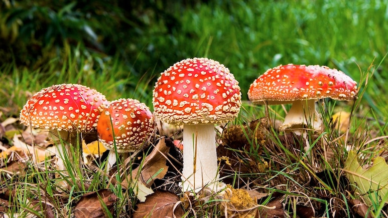Siblings Show Bihar Women Mushroom Dreams, Dupe Them Of Rs 2 Crore