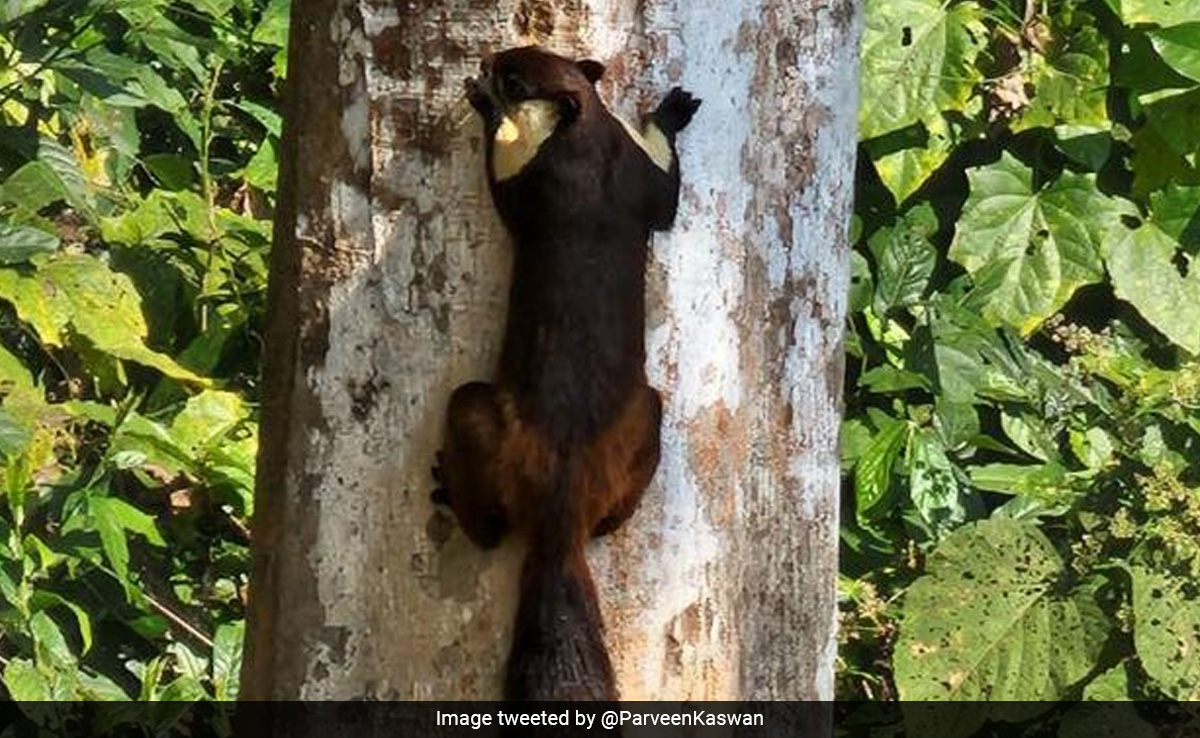 Forest Officer Shares Pic Of One Of World's Largest Squirrel Species Found In India