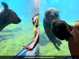 पानी में खेलती इस Seal को देख भूल जाएंगे डॉल्फिन की मस्ती, नकल उतारते हुए लूटा टूरिस्ट का दिल पानी में खेलती इस Seal को देख भूल जाएंगे डॉल्फिन की मस्ती, नकल उतारते हुए लूटा टूरिस्ट का दिल