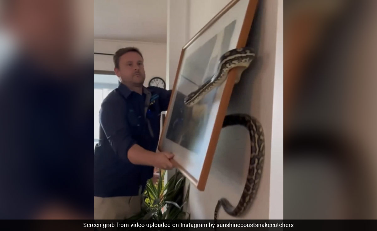Watch: Python Hides Behind Photo Frame Hanging In Australia Home