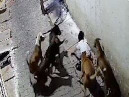 Boy, 7, Attacked By Stray Dogs In UP's Jhansi, Neighbours Come To Rescue Boy, 7, Attacked By Stray Dogs In UP's Jhansi, Neighbours Come To Rescue