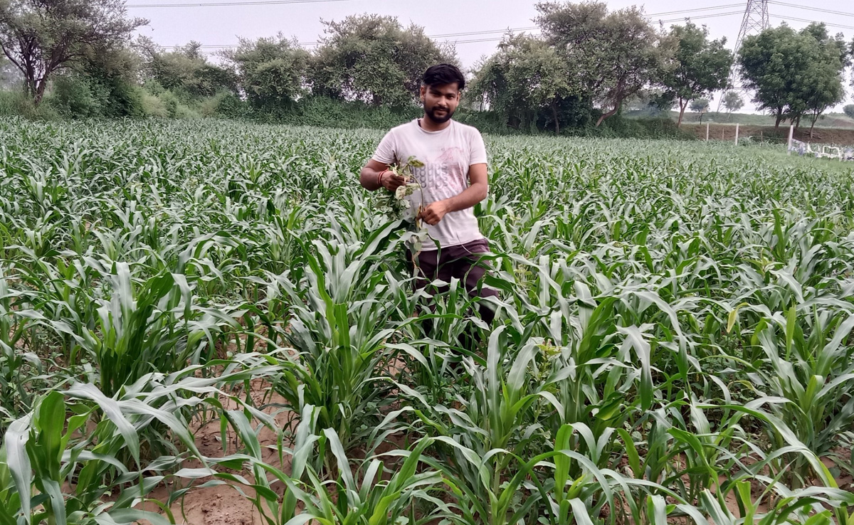 धौलपुर: झमाझम बारिश से फसलों को मिली संजीवनी, किसानों के चेहरे पर खुशी की लहर