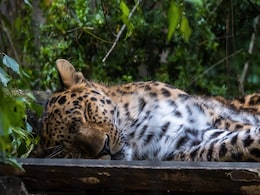 Female Leopard, 2 Cubs Die Of Electrocution In Maharashtra, 4 Arrested Female Leopard, 2 Cubs Die Of Electrocution In Maharashtra, 4 Arrested