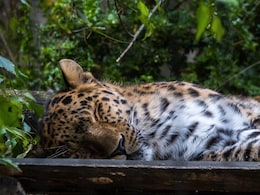 "Man-Eater" Leopard Shot In Pune District, Carcass Shown To Villagers