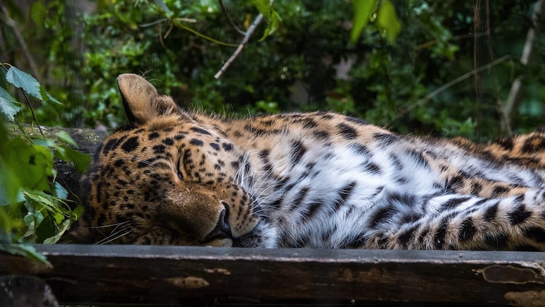 "Man-Eater" Leopard Shot In Pune District, Carcass Shown To Villagers