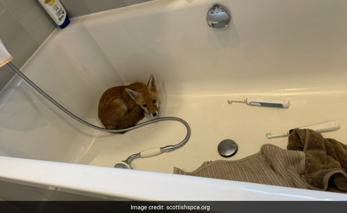 Fox Cub Rescued From A Scottish Home After Being Found In A Bath