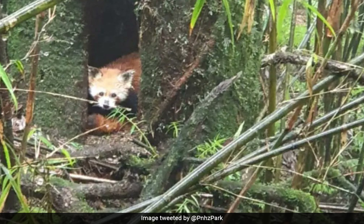Video: Darjeeling Zoo Welcomes Four Red Panda Cubs And A Snow Leopard Cub