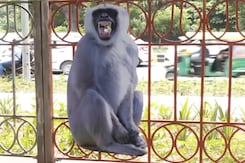 7 Lakh Plants To Langur Cutouts: How Delhi Is Prepping For G20 Summit 7 Lakh Plants To Langur Cutouts: How Delhi Is Prepping For G20 Summit