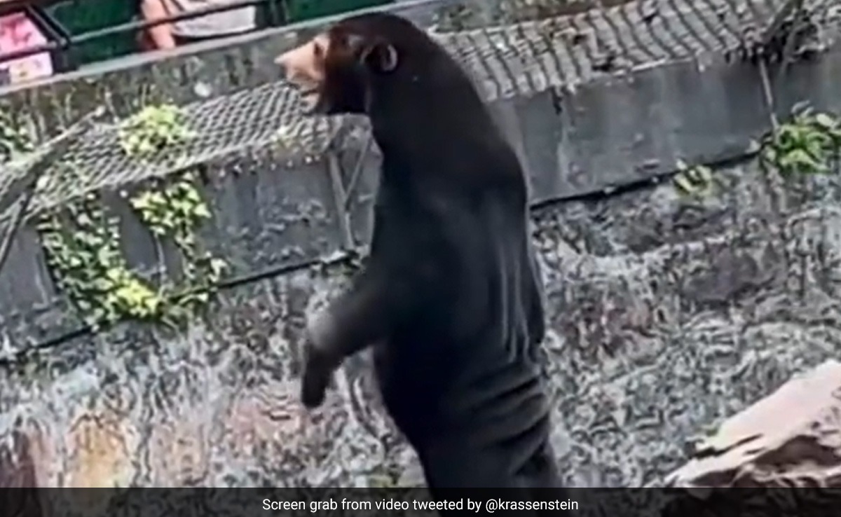 Bear Standing On Hind Legs Not A Human In Disguise, Says Chinese Zoo