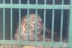 Leopard That Killed 6-Year-Old Girl Near Tirupati Temple, Captured: Cops Leopard That Killed 6-Year-Old Girl Near Tirupati Temple, Captured: Cops