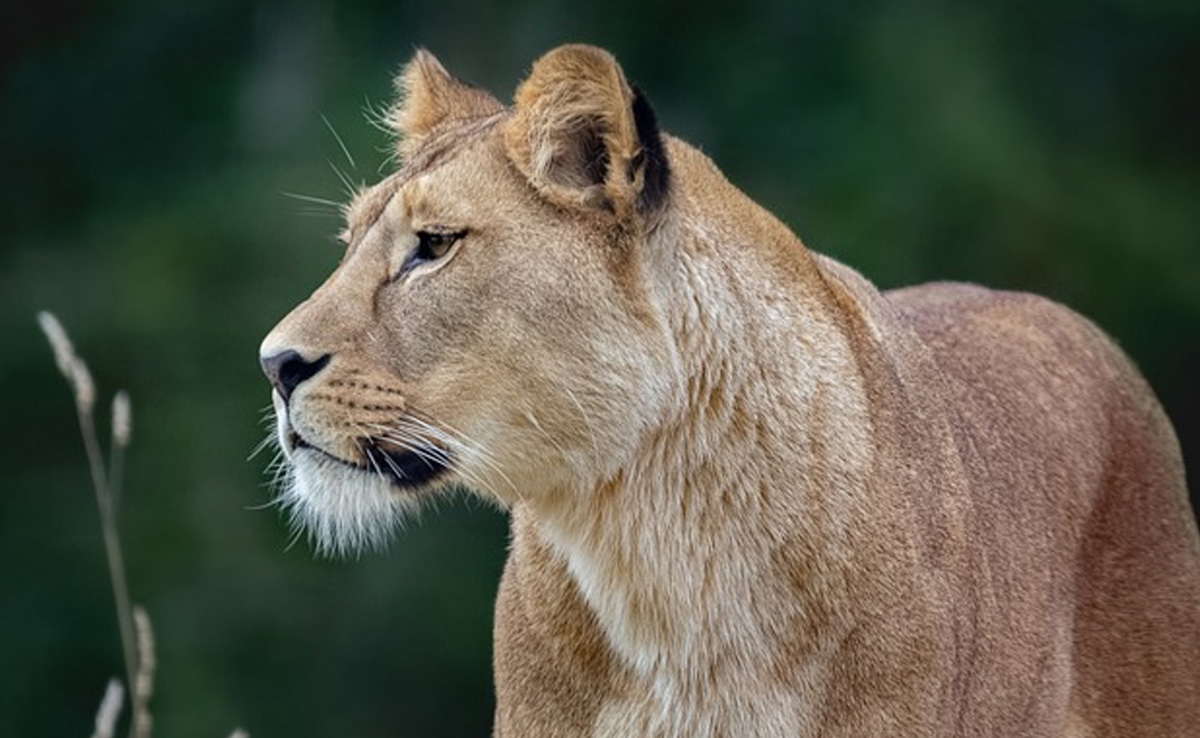 Japan Zookeeper Dies After Lion Attack At Safari Park