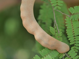 सुबह खाली पेट चबाकर खा लें ये पत्ता, आस-पास भी नहीं फटकेंगी ये 4 समस्याएं सुबह खाली पेट चबाकर खा लें ये पत्ता, आस-पास भी नहीं फटकेंगी ये 4 समस्याएं