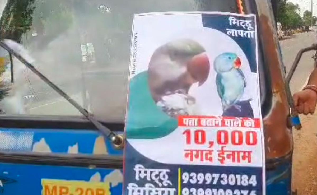 तोते के गुम होने पर मालिक ने शहर में लगाए पोस्टर, पता बताने पर मिलेगा 10000 का इनाम !