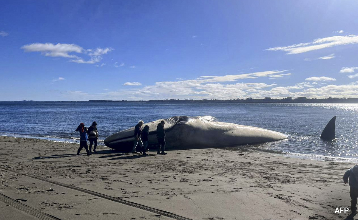 Enormous Blue Whale Washes Ashore In Southern Chile