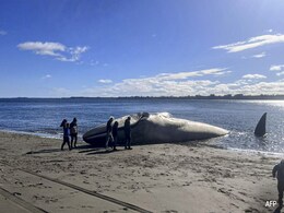 Enormous Blue Whale Washes Ashore In Southern Chile Enormous Blue Whale Washes Ashore In Southern Chile