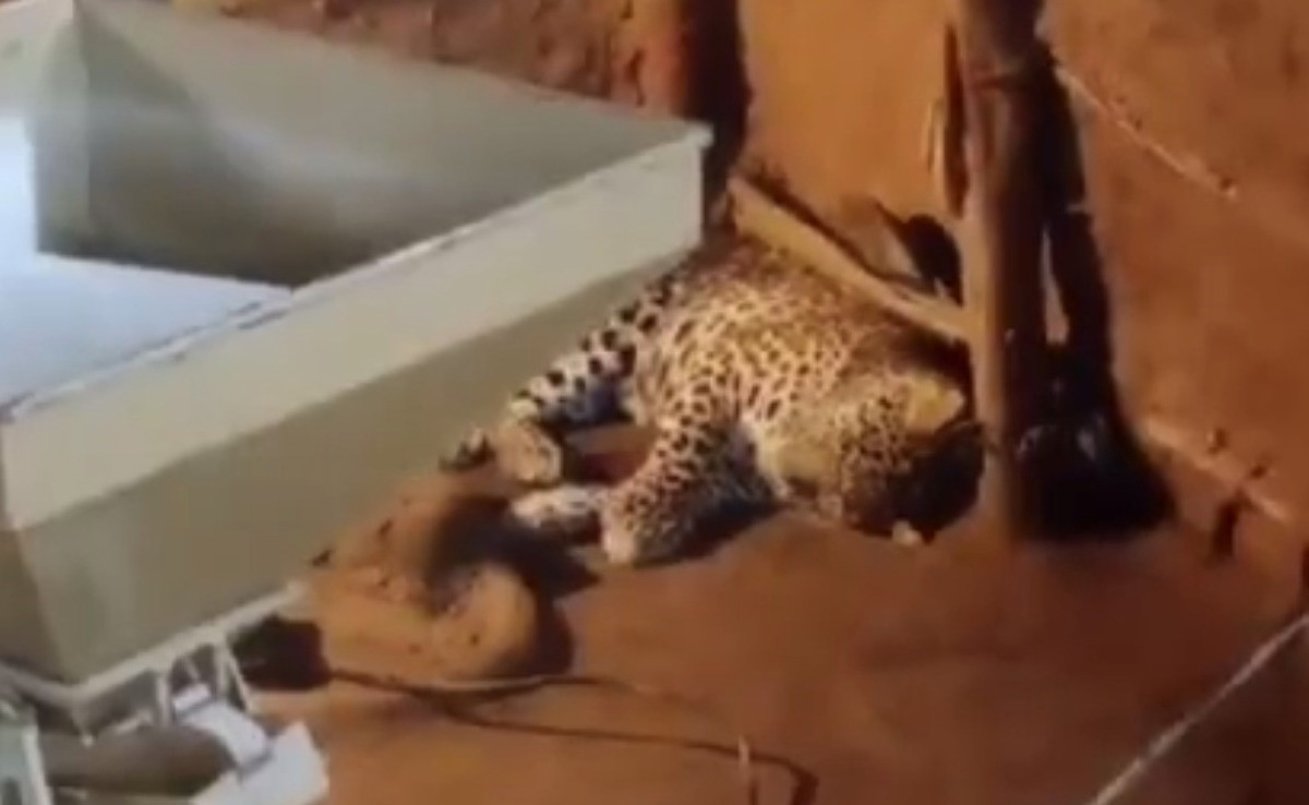 सूने मकान में आराम फरमाने लगा तेंदुआ, शाम को घरवाले आए तो देखते ही उड़े होश, फिर...