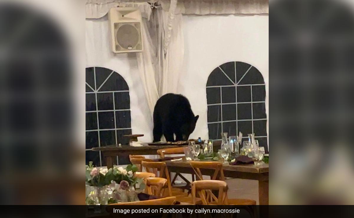 Bear Crashes Wedding Reception In US, Steals Guests' Desserts