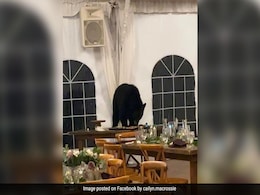 Bear Crashes Wedding Reception In US, Steals Guests' Desserts Bear Crashes Wedding Reception In US, Steals Guests' Desserts