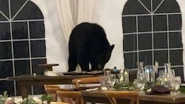Adorable Or Scary? Bear Crashes Wedding, Gobbles Down The Fancy Desserts