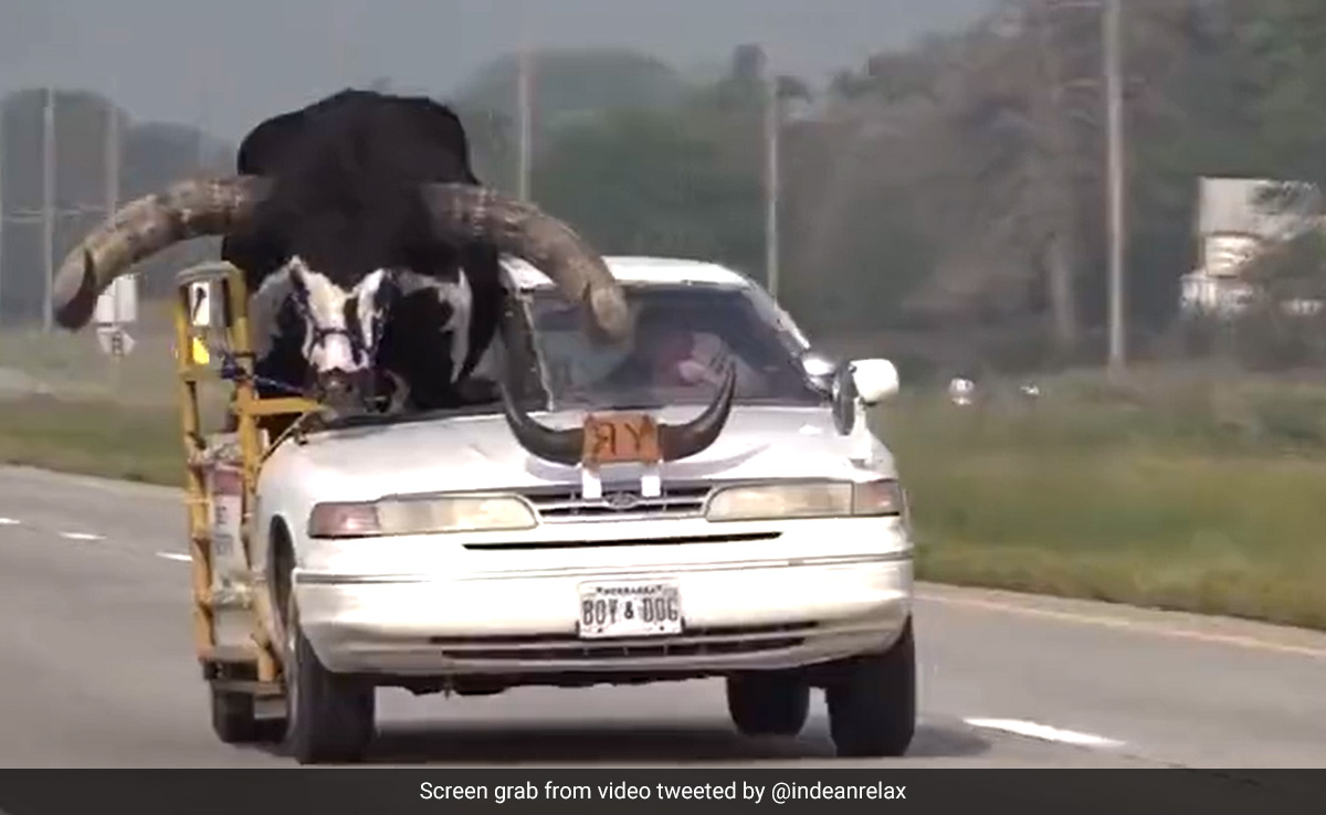 Video Shows Man Driving With Giant Bull, Internet Asks: "Is It Bring Your Pet To Work Day?"
