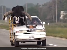 Video Shows Man Driving With Giant Bull, Internet Asks: "Is It Bring Your Pet To Work Day?" Video Shows Man Driving With Giant Bull, Internet Asks: "Is It Bring Your Pet To Work Day?"