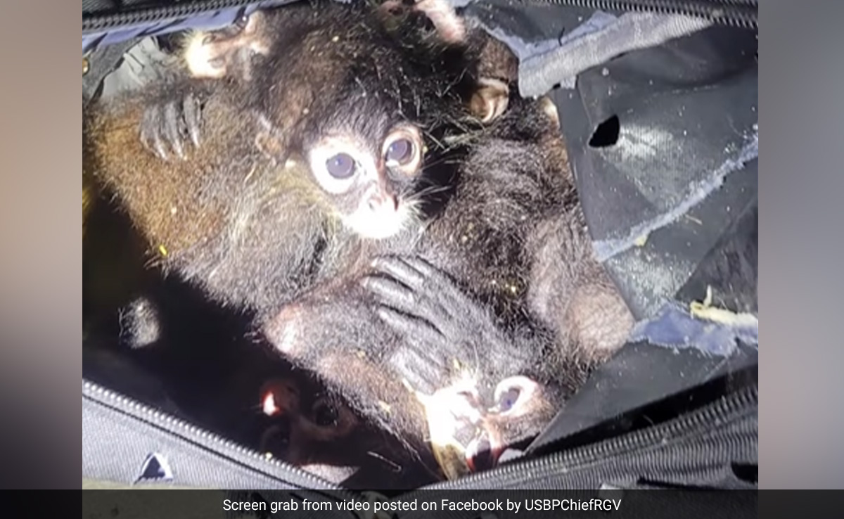 US Police Rescues Smuggled Spider Monkeys Huddled Inside Backpack