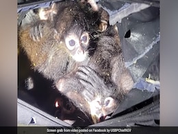US Police Rescues Smuggled Spider Monkeys Huddled Inside Backpack US Police Rescues Smuggled Spider Monkeys Huddled Inside Backpack