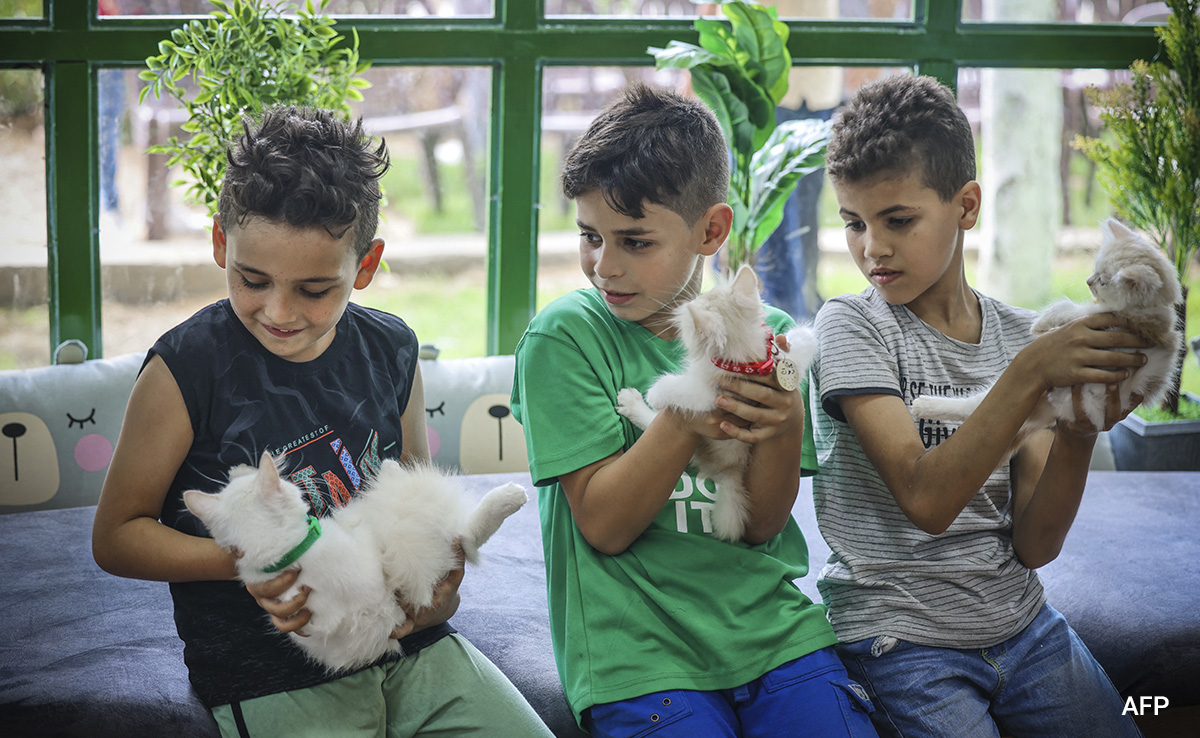 Gaza's First Cat Cafe Brings Furry Respite To War-Scarred Life
