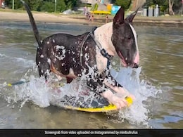 Dog Skimboards Through The Water With Ease. Video Goes Viral Dog Skimboards Through The Water With Ease. Video Goes Viral