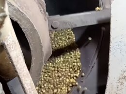 Watch: Video From Surat Factory Capturing Making Of Roasted Chana
