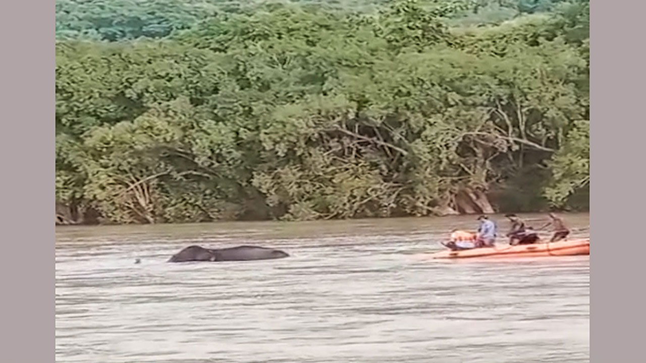 केन नदी में फंस गई थी 'अनारकली', कड़ी मशक्कत के बाद किया गया रेस्क्यू