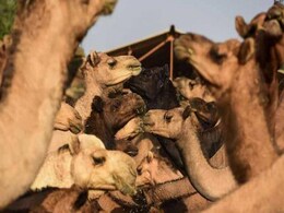 जोधपुर : तस्करी के लिए ट्रक में भरे जा रहे थे ऊंट, ग्रामीणों से सूचना मिलने पर पुलिस ने छुड़ाया जोधपुर : तस्करी के लिए ट्रक में भरे जा रहे थे ऊंट, ग्रामीणों से सूचना मिलने पर पुलिस ने छुड़ाया