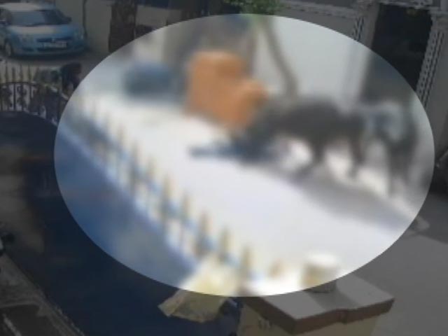 In Terrifying Video, Chennai Schoolgirl Returning Home Brutally Attacked By Cow